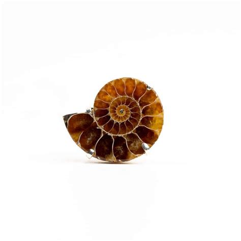 Ammonite Gemstone Lapel Pin G Alxndr