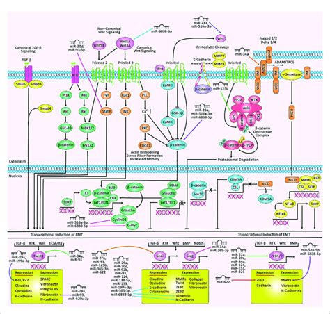 A Schematic Illustration Of The Epithelial Mesenchymal Transition