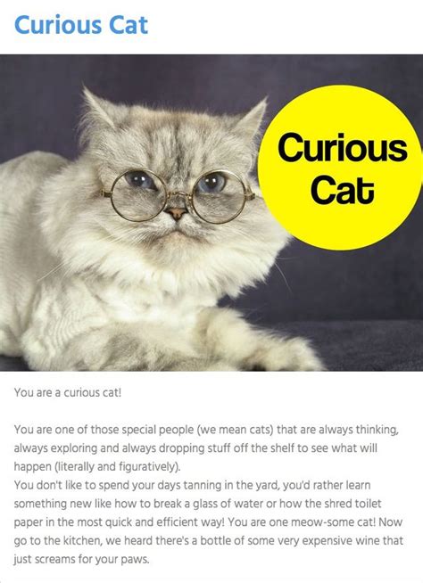 What Cat Personality Are You? | Cat personalities, Cats, Mean cat