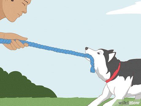 how to make your dog laugh