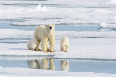 Arctic Wildlife: Guide to the Unique Animals of the Arctic