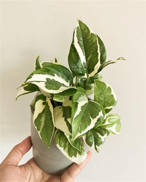 Glacier Pothos Care Indoors Glacier Pothos Growing Guide Indoor Garden Web