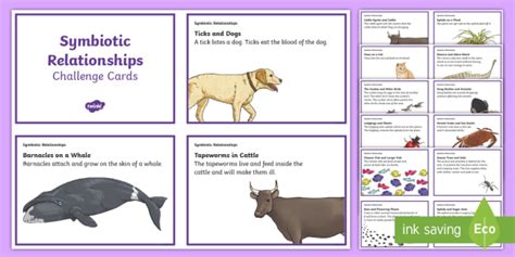 Symbiotic Relationships Sorting Cards Teacher Made