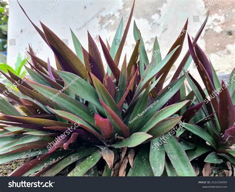 Rhoeo Discolor Plant Indonesia Called Tanaman Stock Photo 2121159707