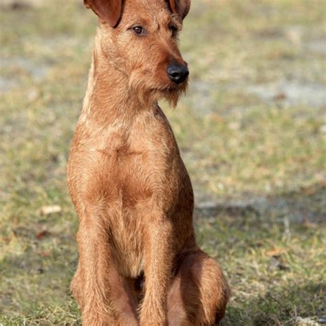 Irish Terrier Puppy And Irish Terrier Breed Information