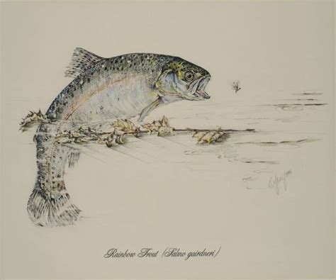 Rainbow Trout Sketch at PaintingValley.com | Explore collection of ...