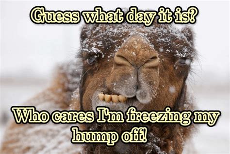 Guess What Day It Is Funny Good Morning Memes Hump Day Humor