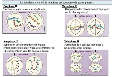 La M Iose D Roulement Et R Sultats Bac Kezakoo