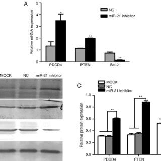 Effects Of MiR 21 On SACC LM Migration And Invasion A SACC LM Cell