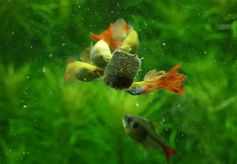 Guppy A Complete Guide For Caring And Breeding Love Fish Tank