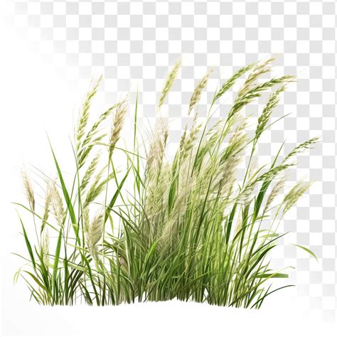 Premium Psd Wild Tall Grass Front View