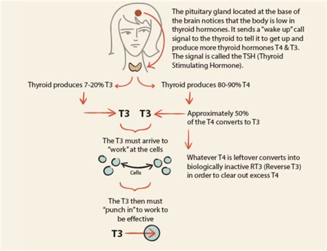 Understanding Reverse T3 Thyroid Issues