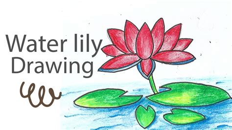 How To Draw Water Lily Step By Step Drawing And Colour YouTube