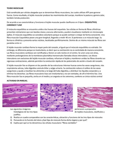 Tejido Muscular Tejido Muscular Está Constituido Por Células
