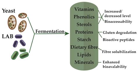 Biomolecules Free Full Text Exploitation Of Lactic Acid Bacteria And Baker’s Yeast As Single