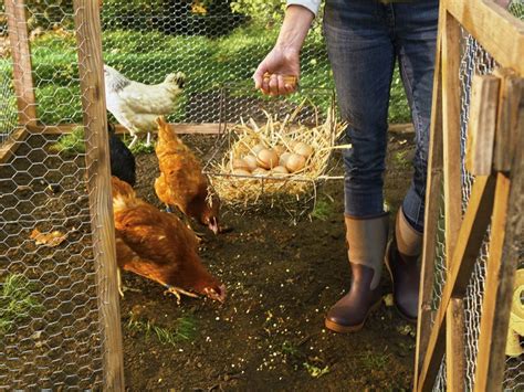 Installer Un Poulailler Dans Mon Jardin Conseils