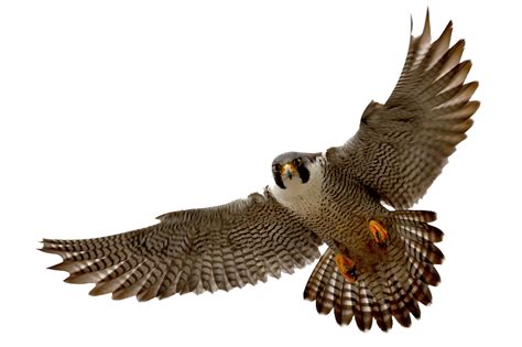 peregrine falcon transparent background - Clip Art Library