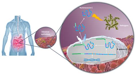 Gut Bacterial Enzyme Keeps Inflammation Away European Biotechnology