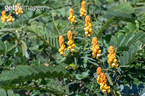 Beautiful Senna Alata Plant Also Known As Emperor S Candlesticks Candle