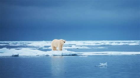 Spitsbergen Holidays See Polar Bears In Svalbard Steppes