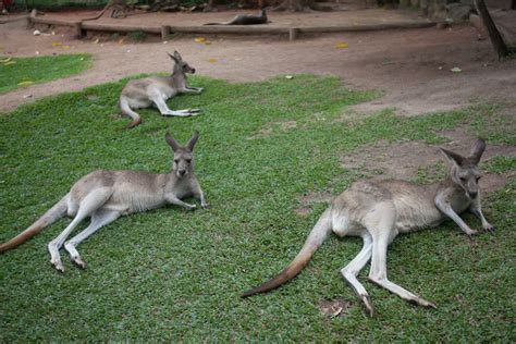 Featherdale Wildlife Park Kangaroos - Entouriste