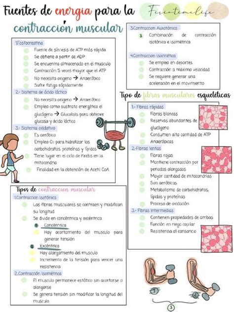 Fuentes De Energ A Para La Contracci N Muscular Fisio Time Life Udocz
