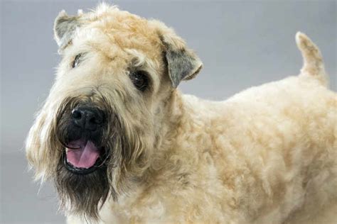 Soft Coated Wheaten Terrier Dog Breed Information American Kennel Club