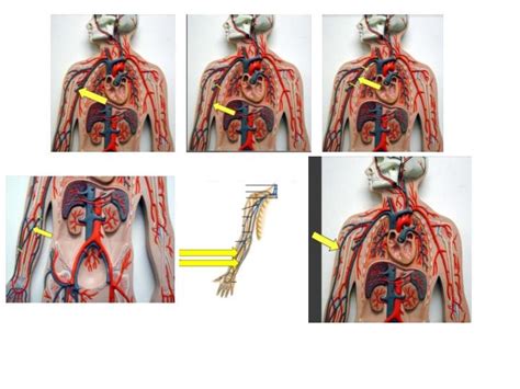 Major Veins Shoulder And Upper Limb Diagram Quizlet