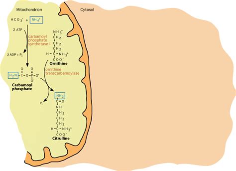 AMINO ACID METABOLISM : UREA CYCLE