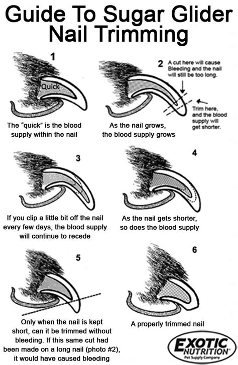 Guide To Sugar Glider Nail Trimming Artofit