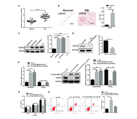 Overexpression Of Usp Reverses The Inhibitory Roles Of P P Mapk