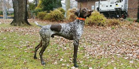 Why Do They Dock German Shorthair Tails Gsp Owners