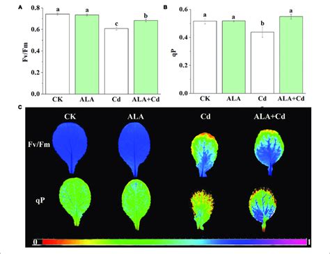 Effects Of Ala Under Cd Stress On Chlorophyll Fluorescence Parameters