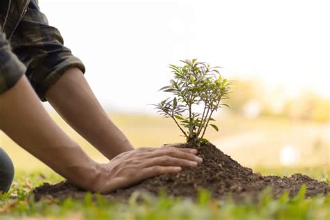 Le secret pour métamorphoser votre jardin en un paradis luxuriant