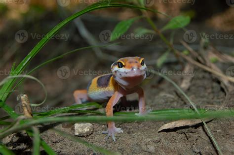 leopard gecko playing in the garden. orange leopard gecko. domesticated reptile. 17697547 Stock ...