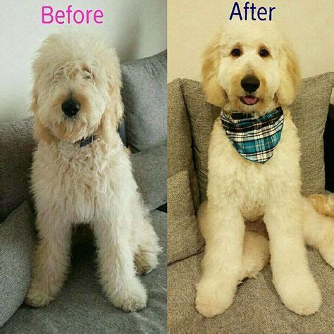 100+ Goldendoodle grooming ideas in 2020 | goldendoodle, goldendoodle grooming, doodle dog