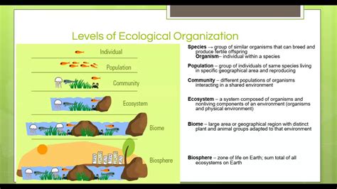 Levels Of Ecological Organization And Biomes Youtube