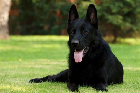 Diferenta Dintre Caine Lup Si Ciobanesc German Caini Romania