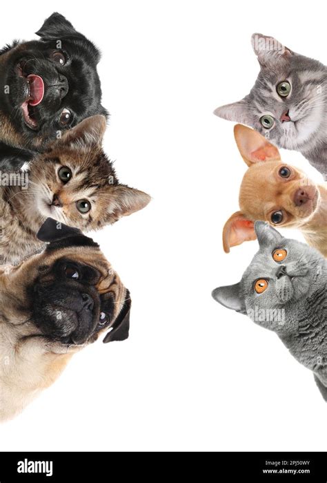 Cute funny cats and dogs on white background Stock Photo - Alamy