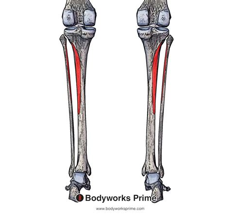 Tibialis Posterior Origin And Insertion