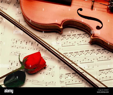 Music Rose Violin Stock Photo Alamy