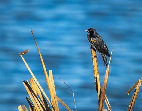 Red Winged Blackbird Photos Download The Best Free Red Winged