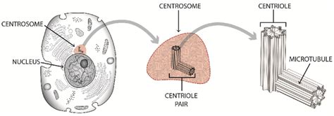 Centriole Drawing