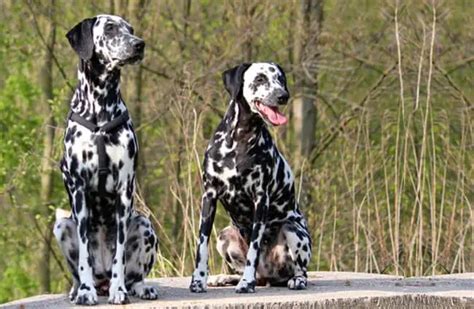 Are Dalmatians Healthy