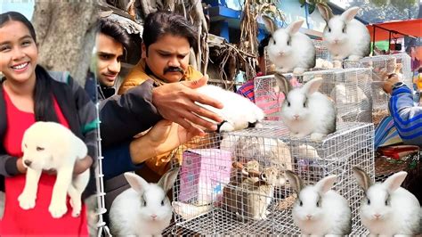 Rabbit Price In Kolkata Gallif Street Rabbit Market Galiff Street