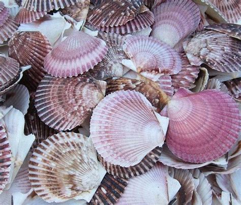 Bulk Lot Purple Scallop Shells Pecten Purpuratus Scallop Etsy Sea Shells Scallop Shell