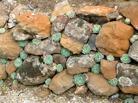 Garden Dancing The Amazing World Of Succulents