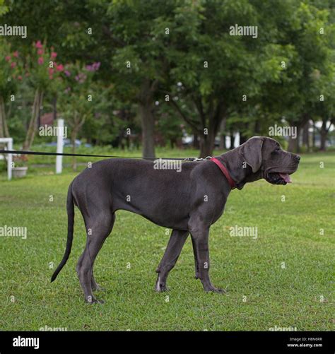 Gray Great Dane Dog That Looks Like It Is Posing On The Grass Stock