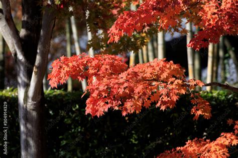 Red-colored Acer japonicum leaves - Autumn in tokyo Stock Photo | Adobe ...