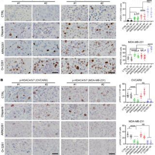 Coadministration Of Sik Inhibitor And Olaparib Increases H Ax And